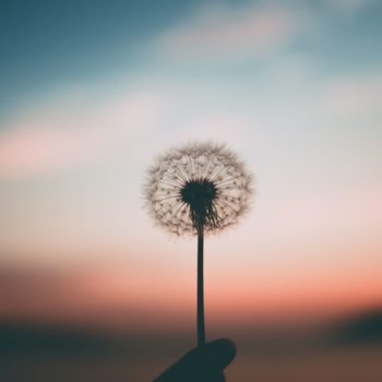 post-image-cultures-meditations-spirit-grow-2x